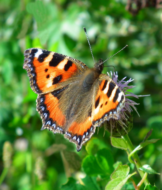 SEPTEMBER BUTTERFLY Bill Bagley Photography